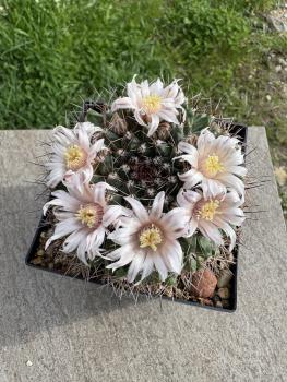 Mammillaria melanocentra